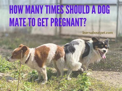 How many times should a dog mate to get pregnant?