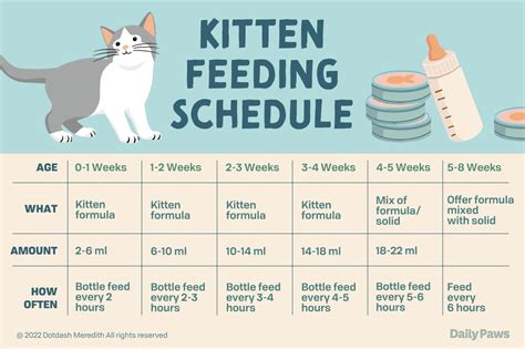 How many times should a kitten eat a day?
