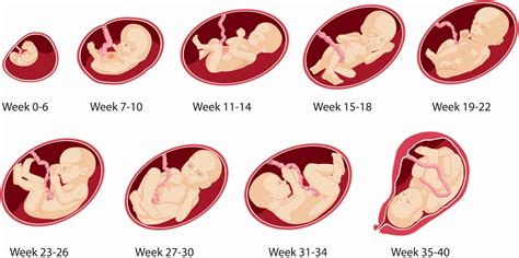 How many weeks is a boy born?