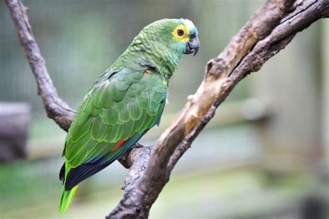 How many years does an Amazon parrot live?