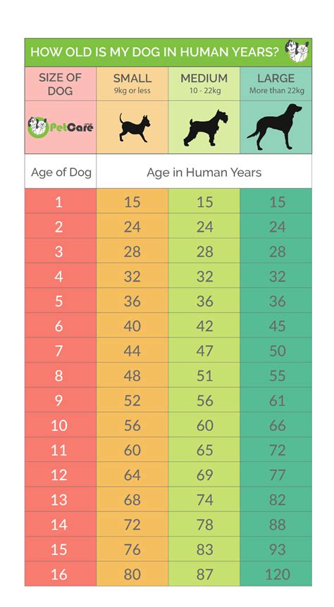 How many years is 100 dog years?