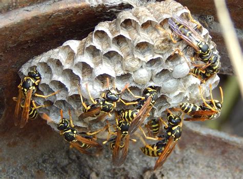 How many yellow jacket queens in a nest?