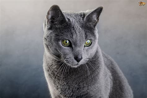 How much are Russian blue cats?