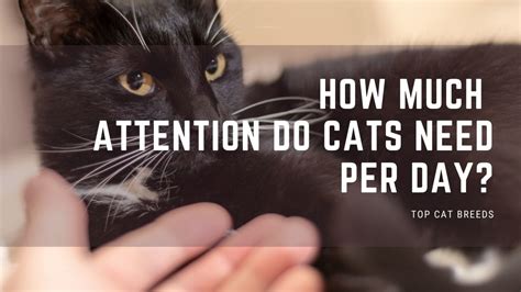 How much attention do kittens need?