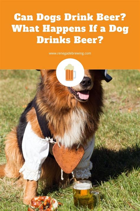 How much beer can a dog have?