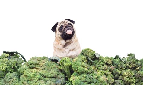 How much broccoli is safe for dogs?