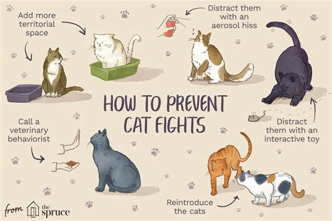 How much cat fighting is normal?