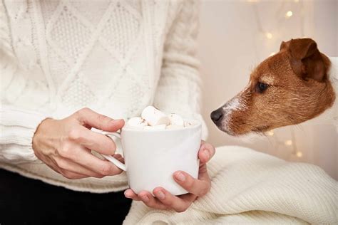 How much coffee is toxic for dogs?