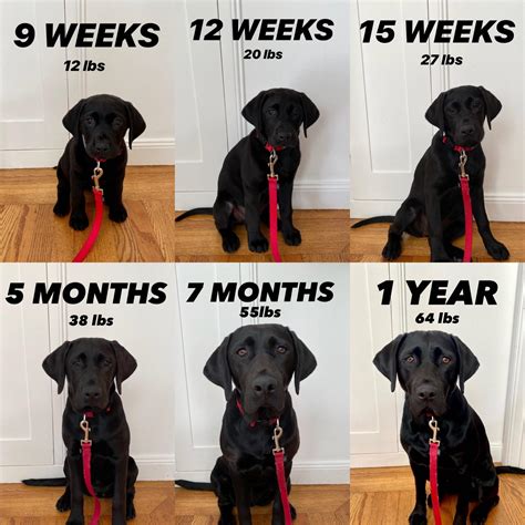 How much do labs grow after 8 months?