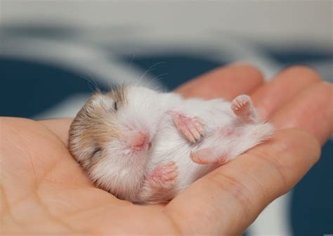 How much does a hamster sleep?