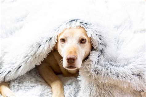 How much does dog fur keep them warm?