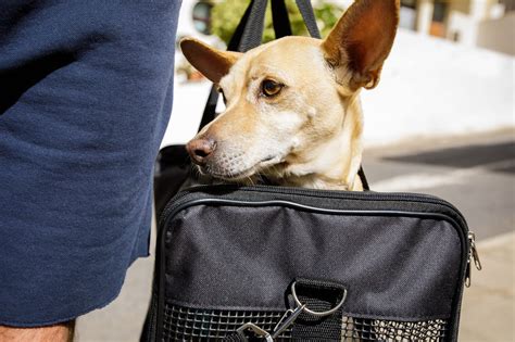 How much does it cost to fly with a dog?