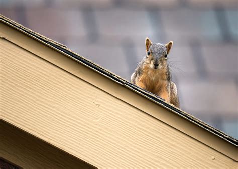 How much does it cost to get rid of squirrels?