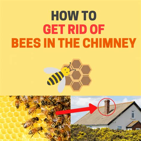 How much does it cost to remove bees from chimney UK?