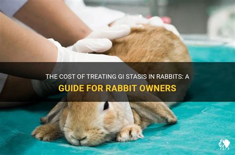 How much does it cost to treat GI stasis in rabbits?