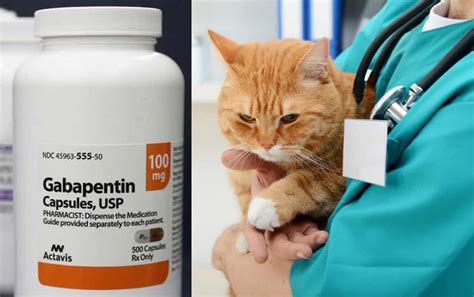 How much gabapentin will calm a cat?