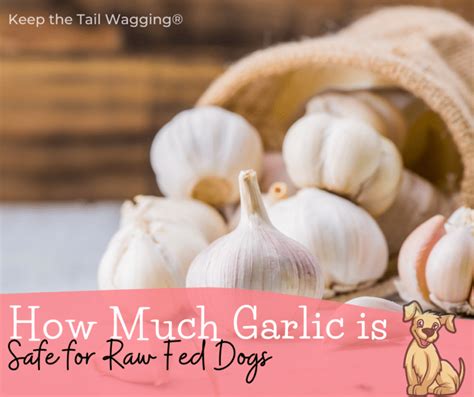 How much garlic is toxic to dogs?