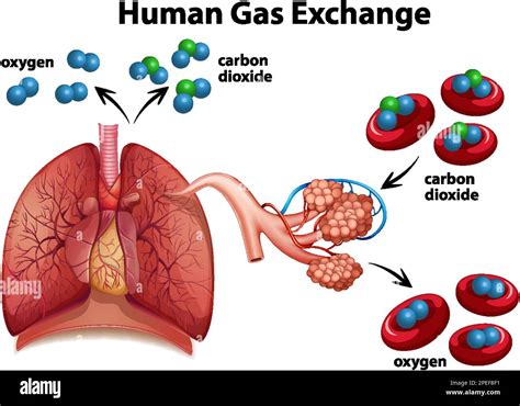 How much gas can a human body hold?