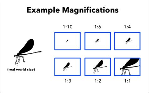 How much is 1000 magnification?