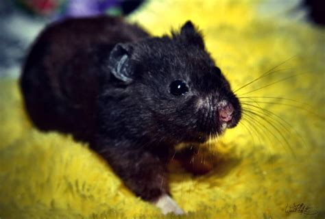 How much is a black hamster?