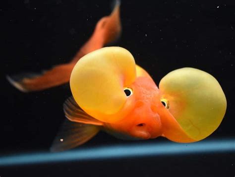How much is a bubble eye goldfish?