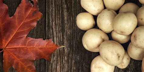 How much is a potato in Canada?