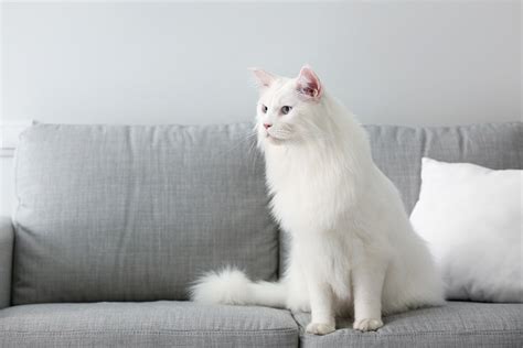 How much is a white cat?