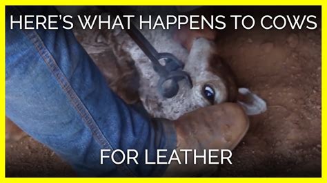 How much leather does 1 cow drop?