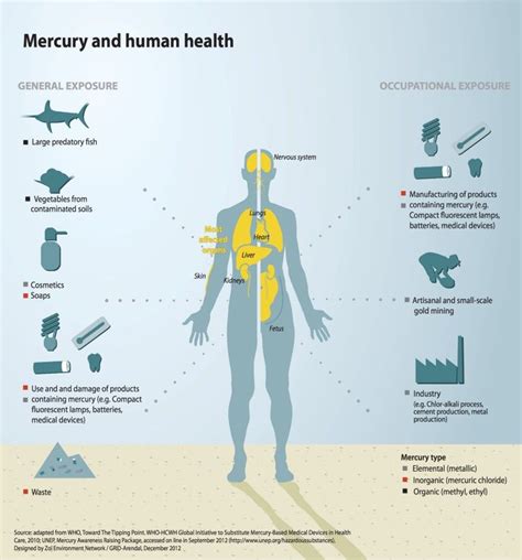 How much mercury is in the average human?