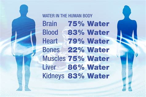 How much of human weight is water?