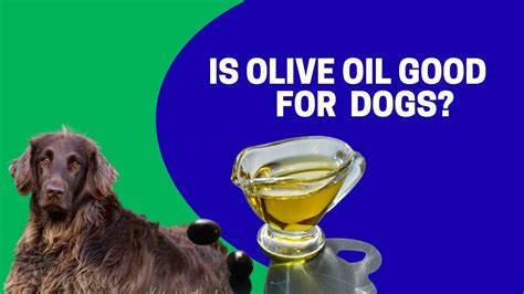 How much olive oil can I give my dog?