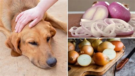 How much onion can hurt a 70 pound dog?