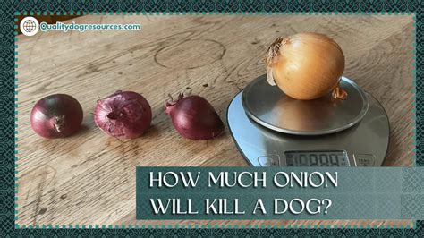 How much onion will hurt a 15 pound dog?