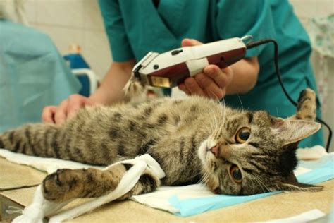 How much pain is a cat in after spaying?