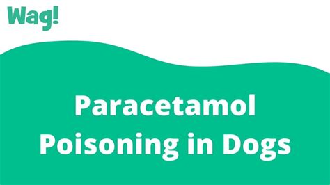 How much paracetamol can I give my 17kg dog?