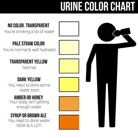 How much pee is normal each time?