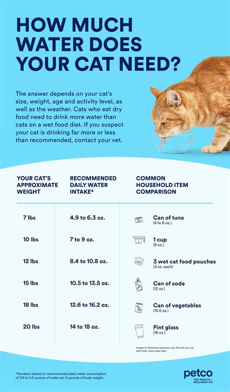 How much petting does a cat need?