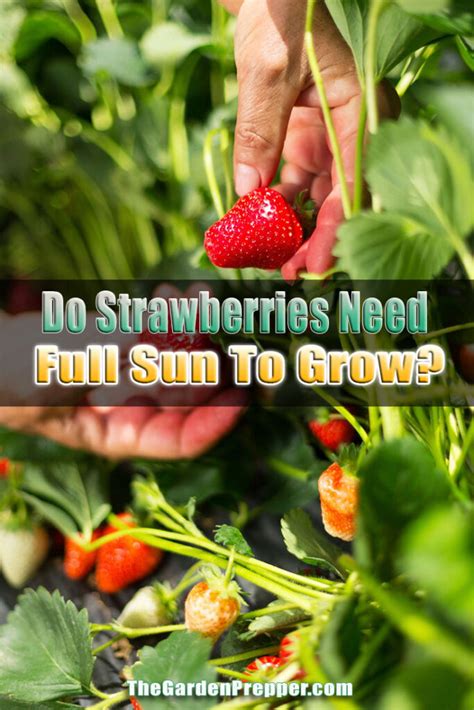 How much phosphorus do strawberries need?
