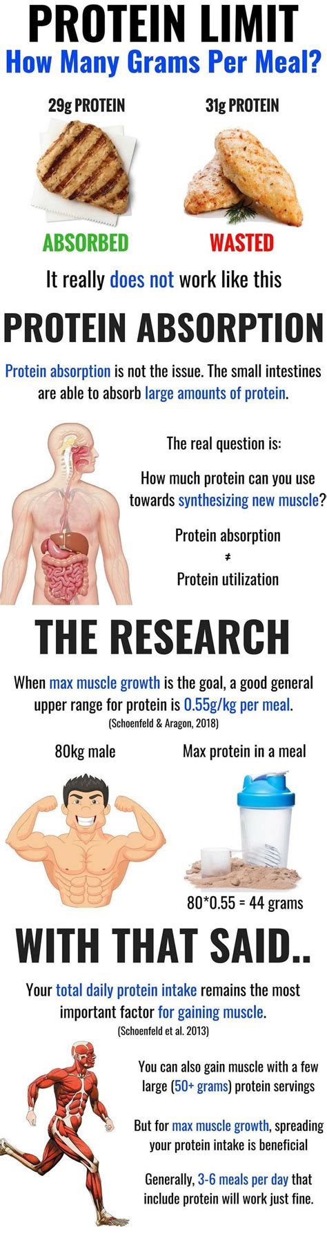 How much protein can a body absorb?