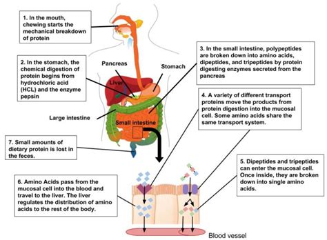 How much protein can be digested in 2 hours?