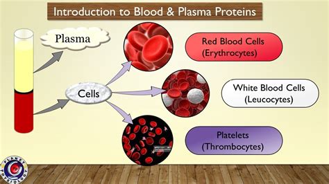 How much protein is in blood?