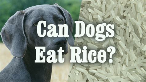 How much rice can a dog eat?