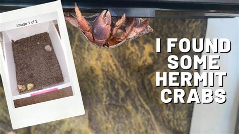 How much room does 1 hermit crab need?