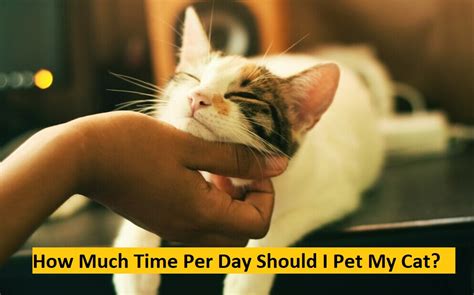 How much should I pet my cat?