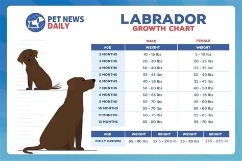 How much should I walk my 10 year old Labrador?