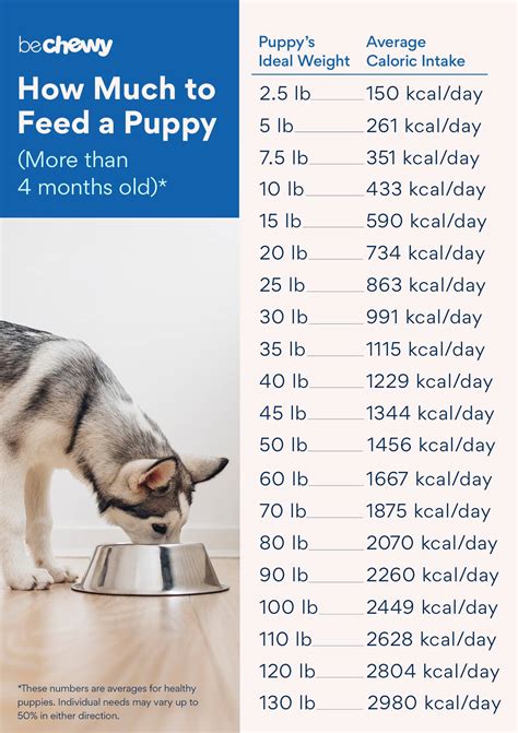 How much should a 7 kg dog eat?