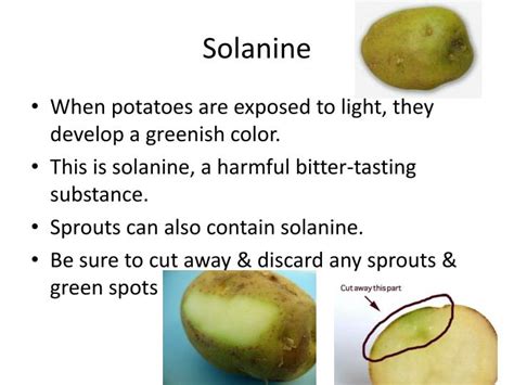 How much solanine is in a raw potato?