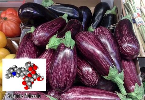 How much solanine is in eggplant?