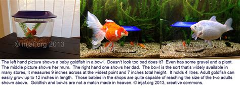 How much space does a carnival goldfish need?