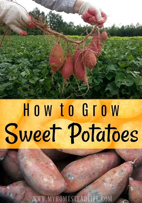 How much space does sweet potato need?